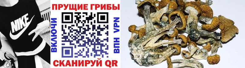 даркнет сайт  Элиста  Псилоцибиновые грибы MAGIC MUSHROOMS 